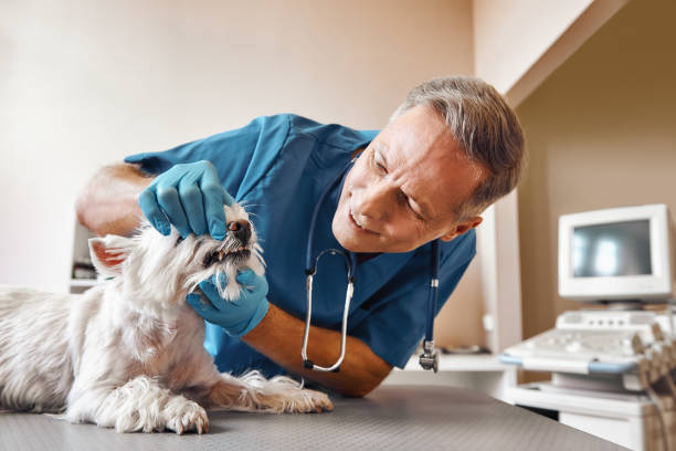 Best Emergency Denture Repair in Smiths Station, AL